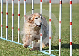 Golden Retriever at Dog Agility Trial