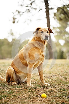 Golden retriever dog with ball