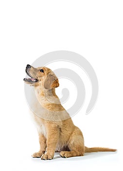 Golden Retriever dog barking while sitting on the floor, isolate