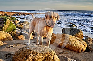Golden retriever dog  at the beach - Image