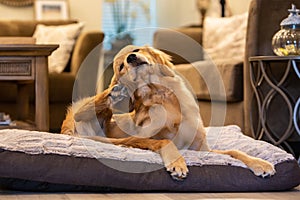 Golden Retriever on dog bed scratching itchy ear photo