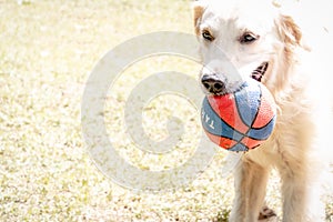 Golden Retriever Dog Biting His Ball