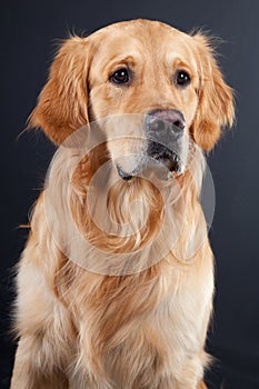 Golden retriever dog on black