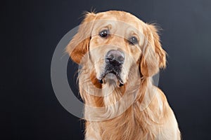 Golden retriever dog on black