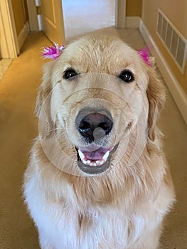 Golden Retriever dog with bows