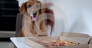 Golden Retriever dog with a box of pepperoni pizza that was delivered. Fast food