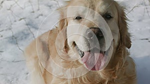 Golden retriever dog breathing and lying on a snow