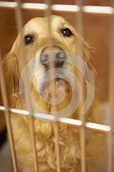 Golden Retriever Dog In Cage At Veterinary Surgery