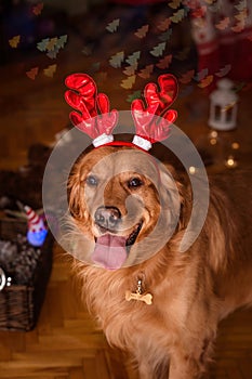 Golden retriever dog with christmas horns2
