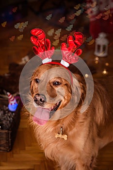 Golden retriever dog with christmas horns3