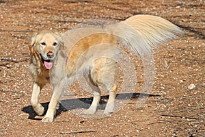Golden retriever dog with crimped tail and leg feathers