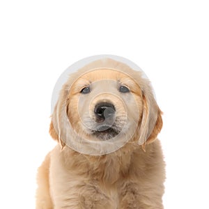 Golden retriever dog with cute face standing and looking