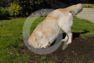 D'oro il cane scavando il buco 