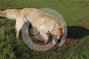 Golden Retriever dog digging hole