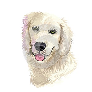 Golden Retriever dog digital art illustration isolated on white background. Scotland origin large-sized hunting, gun, sporting dog