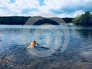 Golden Retriever dog, DOGGY PADDLE swimming way out.. retrieving sticks BUFFUMVILLE POND Charlton, Ma