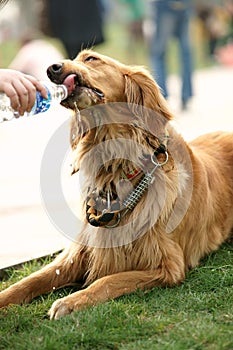 Golden retriever dog drinking water