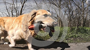 Golden Retriever Dog With Duck Toy