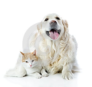 Golden retriever dog embraces a cat.