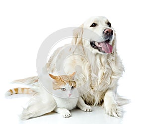 Golden retriever dog embraces a cat.