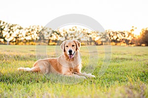 Golden Retriever dog enjoying outdoors at a large grass field