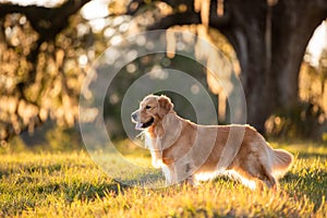 Golden Retriever dog enjoying outdoors at a large grass field