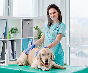 Golden retriever dog examination in veterinary clinic