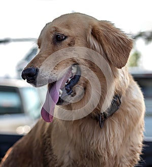 Golden Retriever Dog Face Tongue