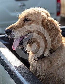 Golden Retriever Dog Face Tongue