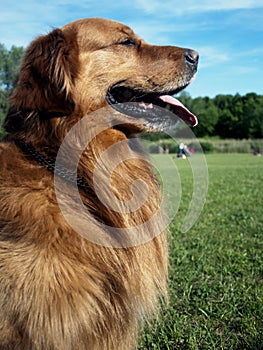 Golden Retriever dog face tongue park