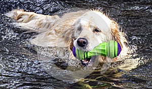 Golden Retriever Dog fetching floating toy from river