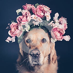 Golden Retriever dog in a flower crown, filter.