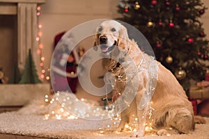 Golden retriever dog in garland