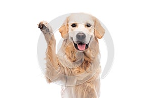 Golden retriever dog giving paw