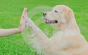 Golden Retriever dog giving paw to hand high five owner woman on grass training in park