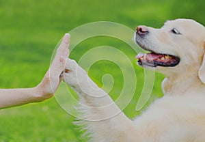 Golden Retriever dog giving paw to hand high five owner woman on grass training in park