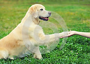 Golden Retriever dog giving paw to hand high five owner woman on the grass training in park