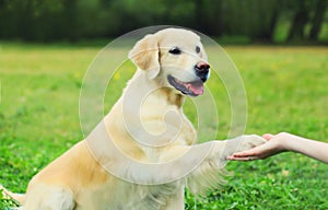 Golden Retriever dog giving paw to hand high five owner woman on the grass training in park