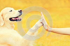 Golden Retriever dog giving paw to hand high five owner woman outdoors training in autumn park