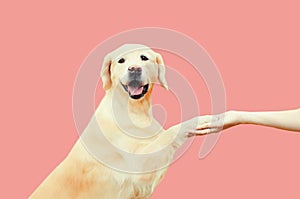 Golden Retriever dog giving paw to hand high five owner woman outdoors training on pink background