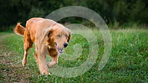 Golden retriever dog. Gorgeous dog running through a meadow