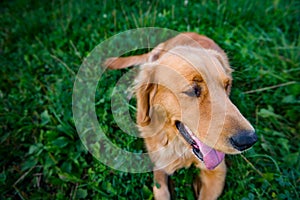 Golden retriever dog. Gorgeous pet dog lying down on grass, with tongue sticking out