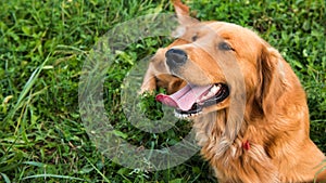 Golden retriever dog. Gorgeous pet dog lying down on grass, with tongue sticking out, looking away