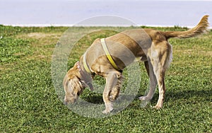 Golden retriever dog on the grass