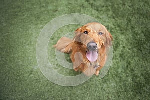 Golden Retriever dog on grass
