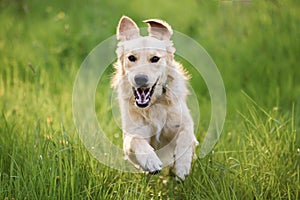 Golden Retriever dog happy jumping while running to the camera