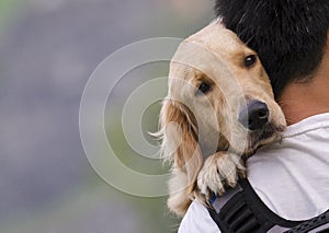 Golden Retriever dog, head on man shoulder