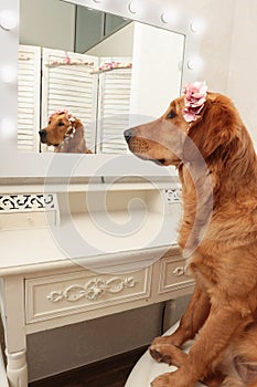 Golden retriever dog with headdress