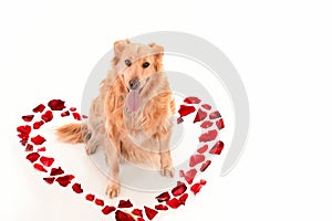 Golden retriever dog in a heart laid out of red rose petals on a white background,isolated.Greeting,invitation card