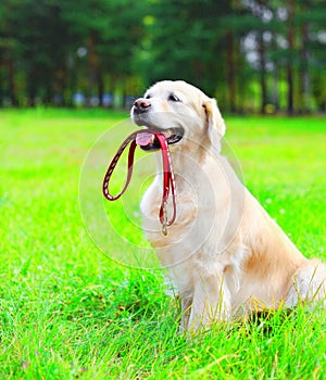 Golden Retriever dog is holding a leash in the mouth